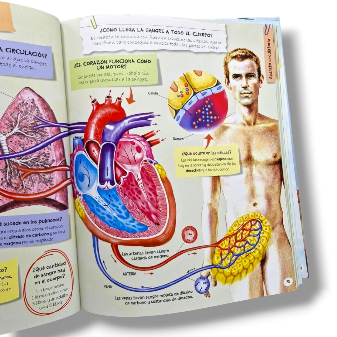1001 PREGUNTAS Y RESPUESTAS CUERPO HUMANO - Imagen 3